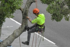 Tree Service Contractor Insurance